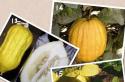 Описание белого грейпфрута и какая польза для организма Гибрид мандарина и грейпфрута как называется